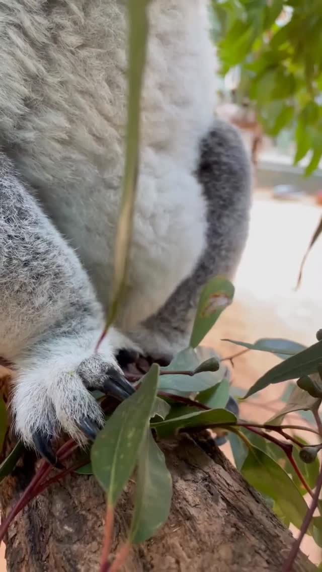 Koala eating fresh eucalyptus leaves on a branch