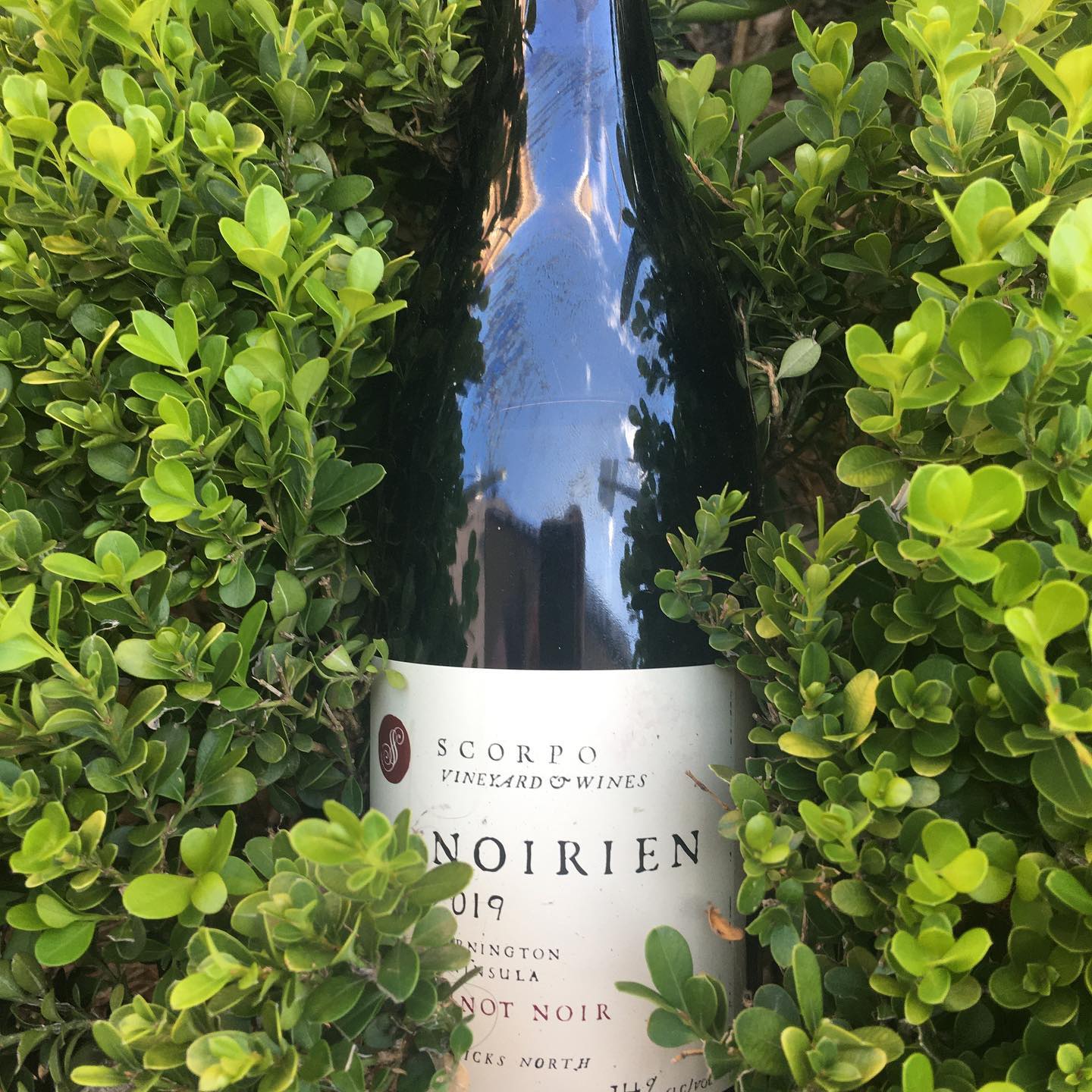 A bottle of Pinot Noir with a cream label nestled in a green hedge