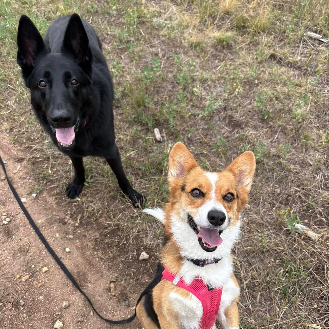 A black German shepherd and a corgi sitting together on a trail