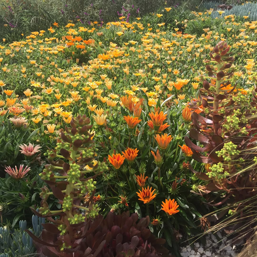 Vibrant field of orange and yellow native flowers representing environmental renewal and sustainability