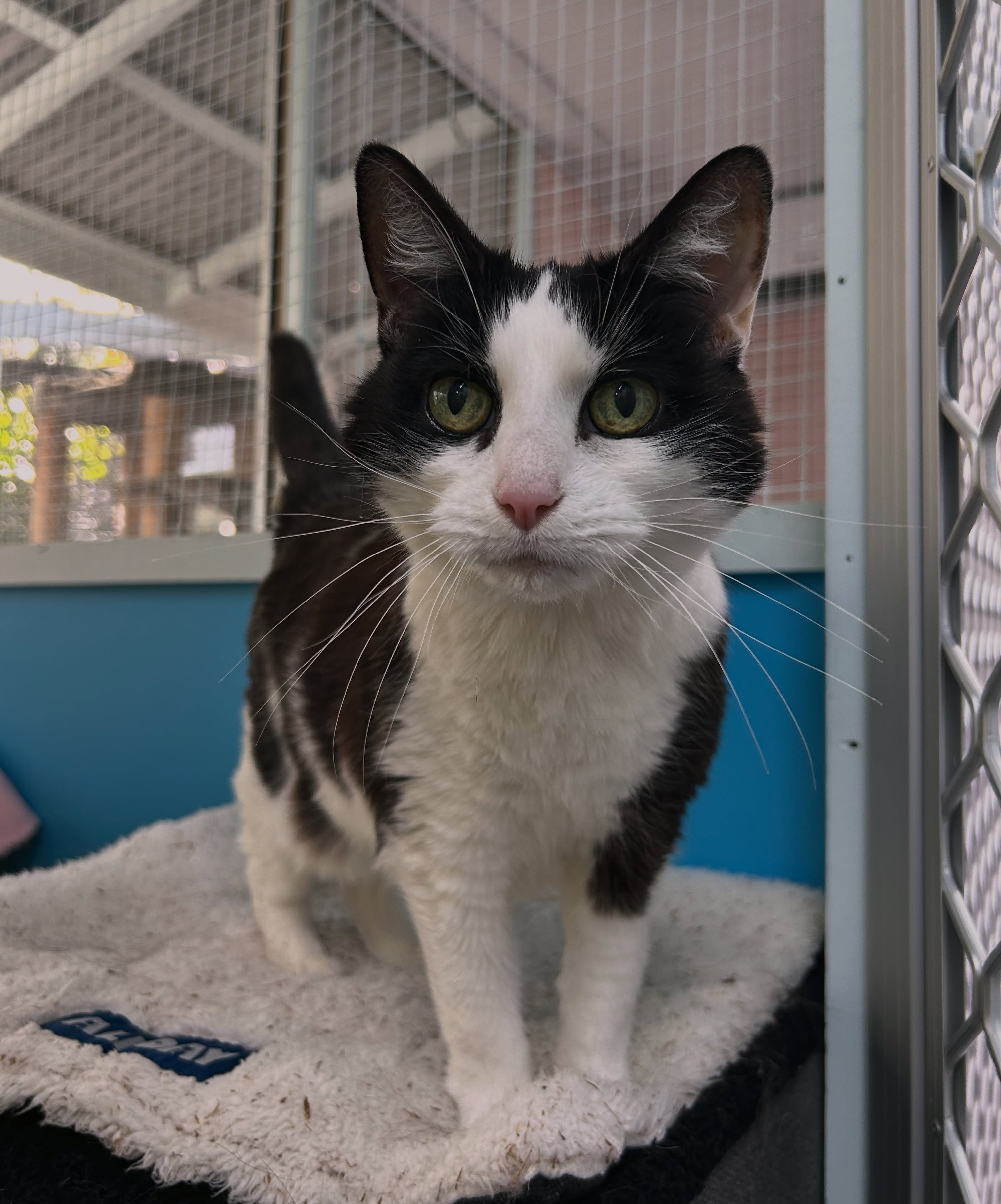 Black and white cat sitting comfortably in a clean cattery enclosure at Kitty's Holiday Home