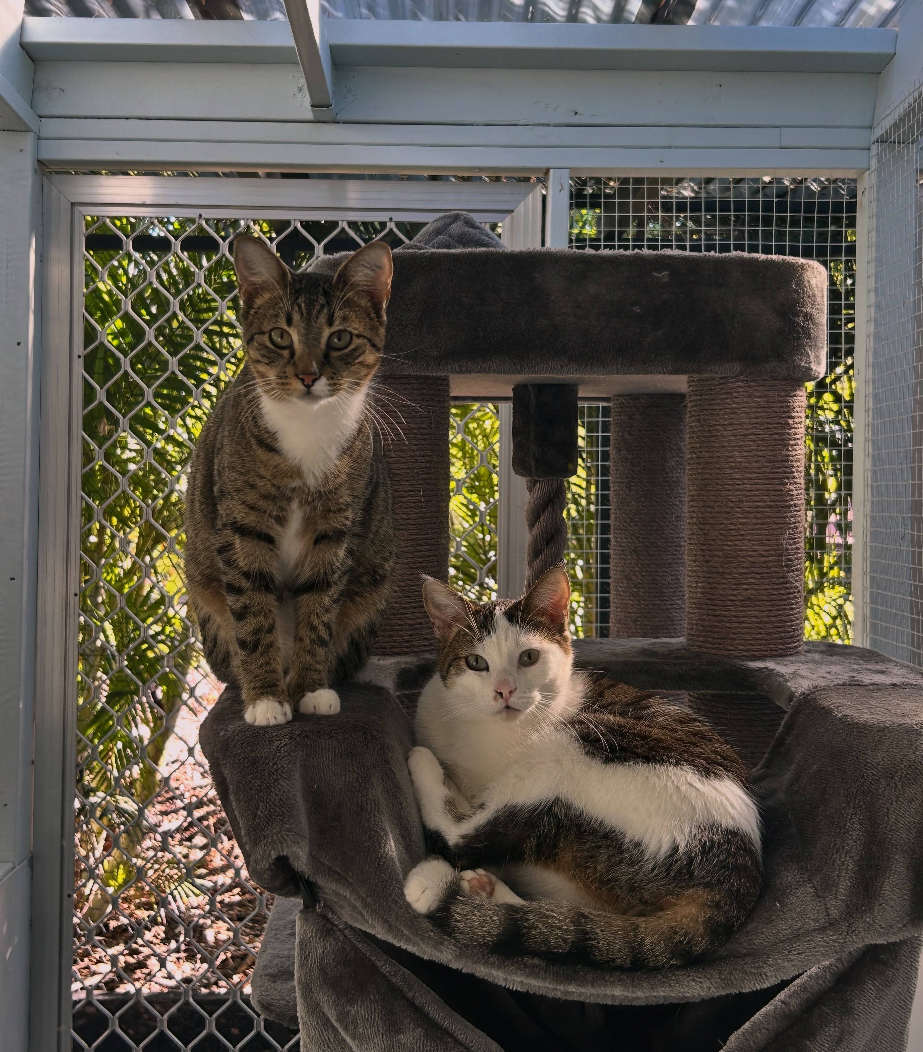 Two cats relaxing on a cat tree inside the cattery enclosure at Kitty's Holiday Home