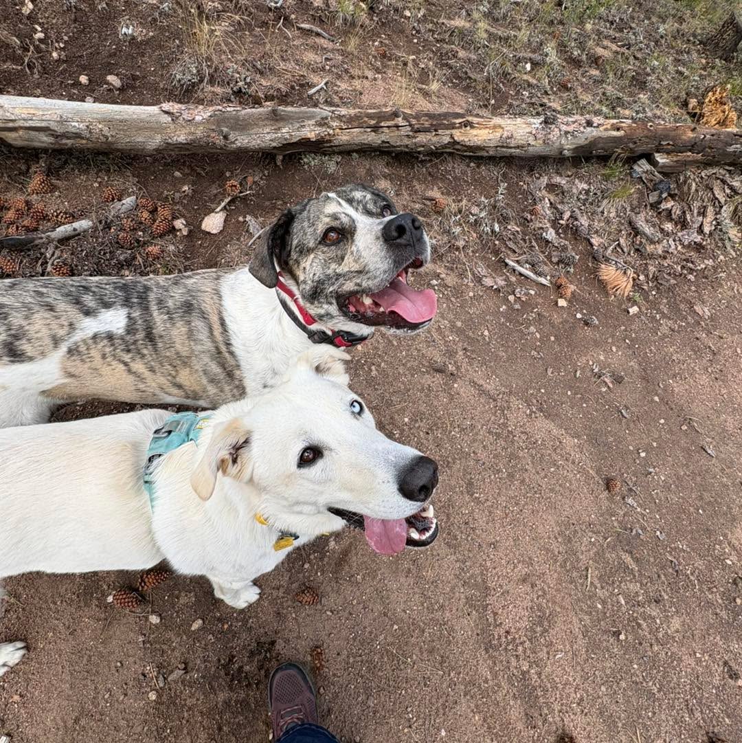 Two dogs looking up with tongues out on a dusty trail