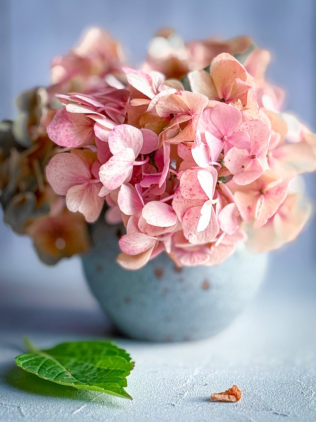 Pink hydrangeas in a ceramic pot — fine art photography