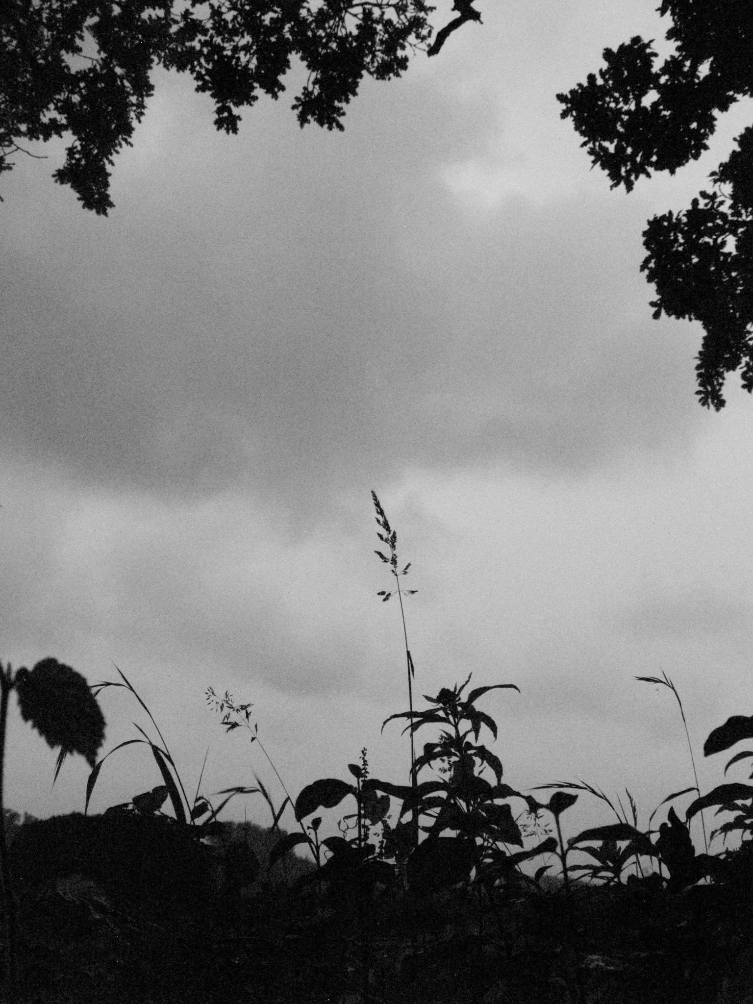 Black and white silhouette of wildflowers and plants against a pale overcast sky