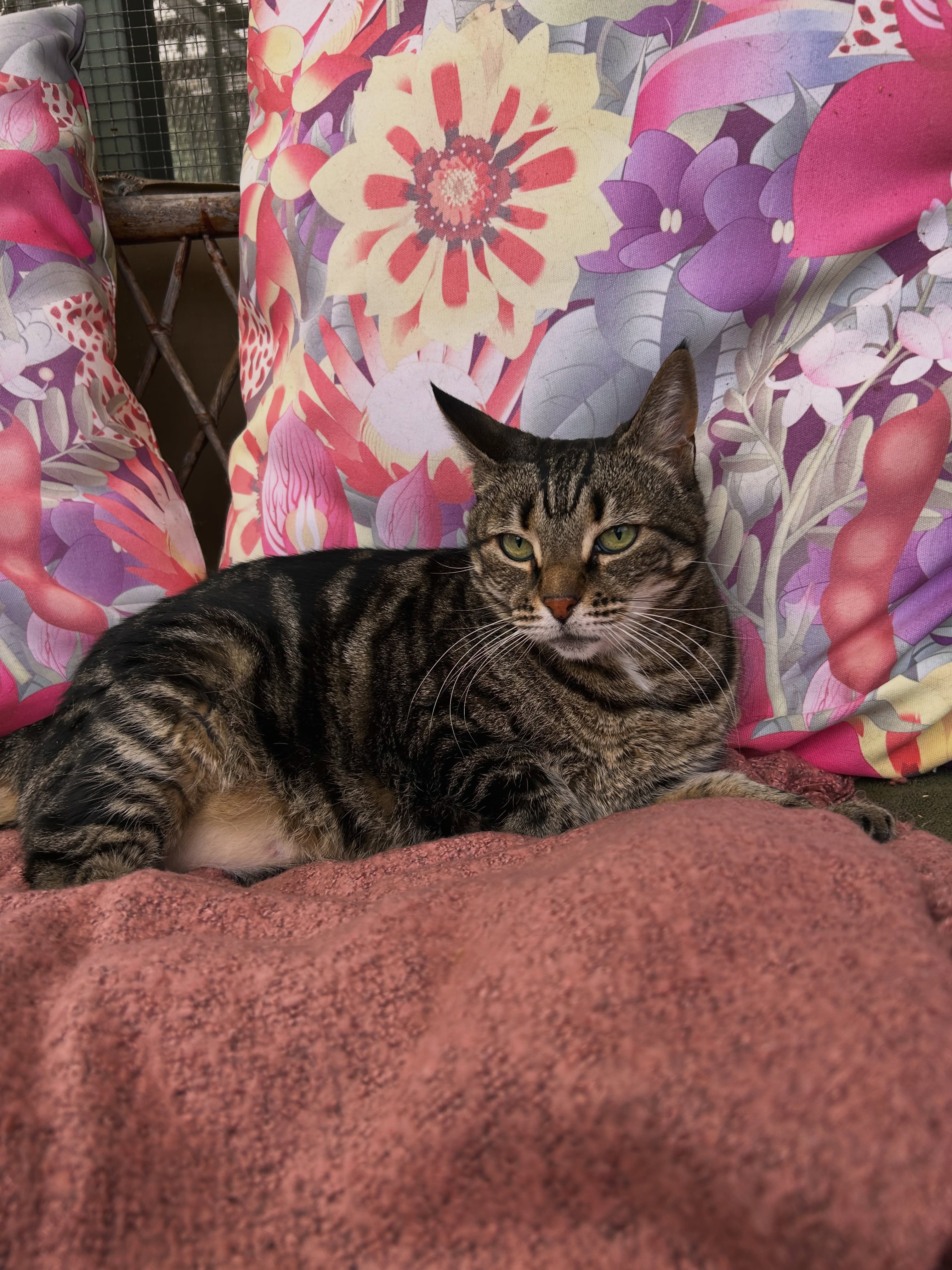 Tabby cat relaxing on a cosy floral cushion at Kitty's Holiday Home