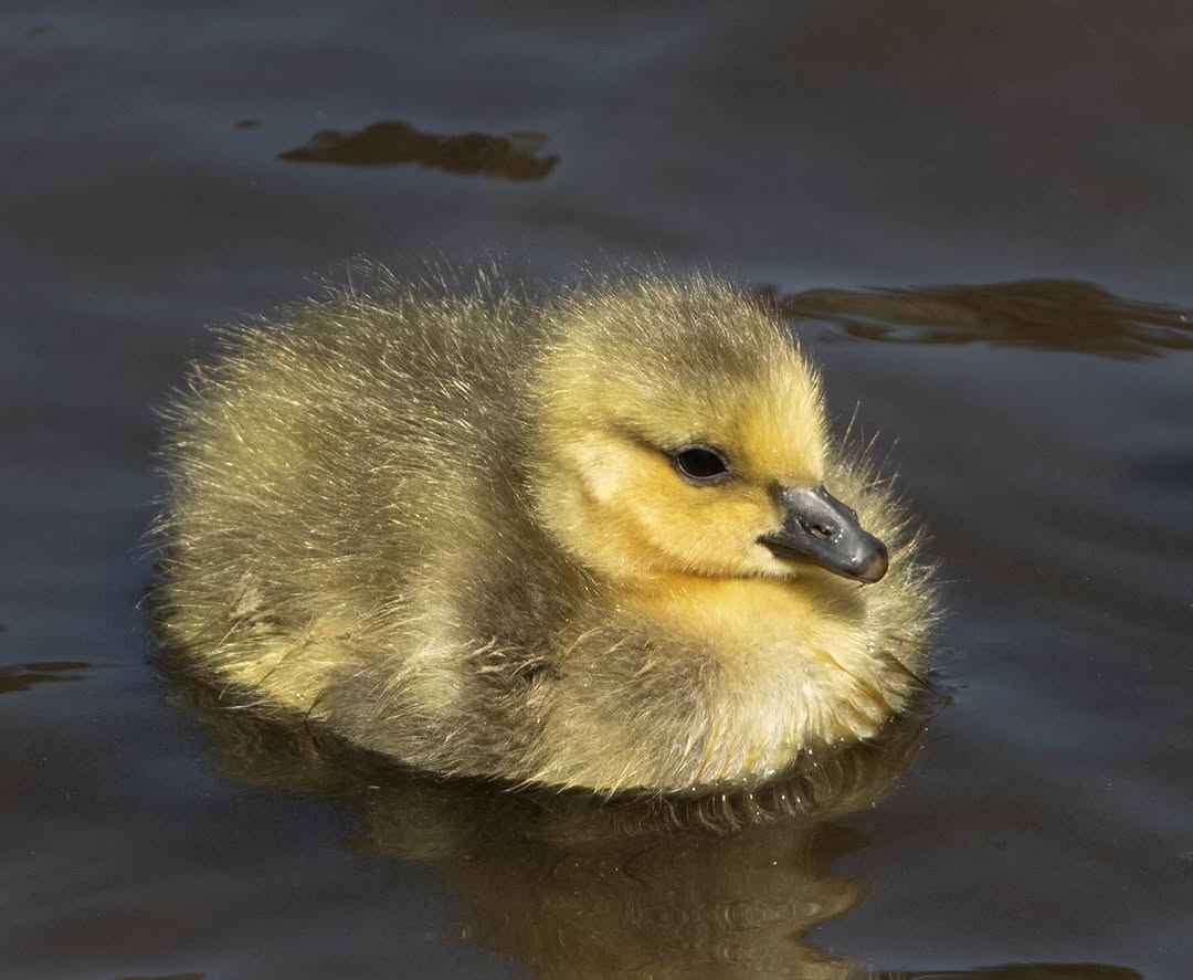 Fluffy gosling floating on a calm, dark pond — an intimate nature shot capturing the wildlife opportunities on the Sunshine Coast