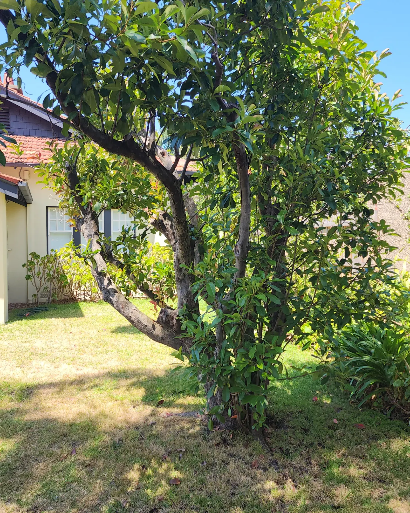 A well-maintained tree in a Melbourne garden