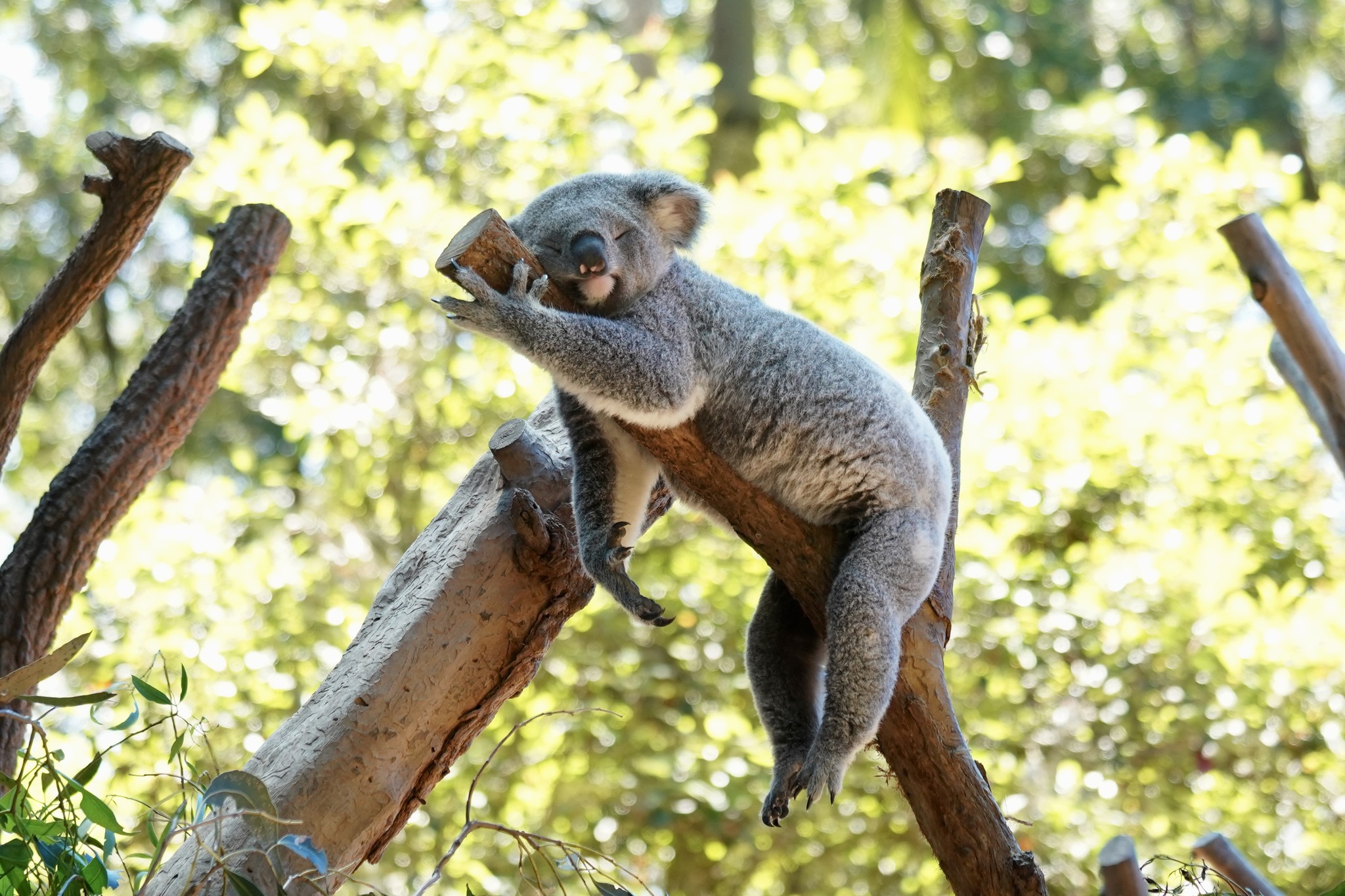 Koala resting peacefully in eucalyptus branches at Koala Park Sanctuary