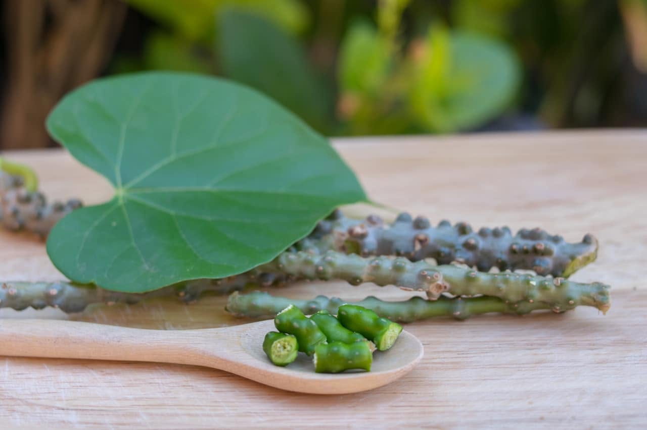 Guduchi (Tinospora cordifolia) — Ayurvedic herb with leaf and stem on wooden surface