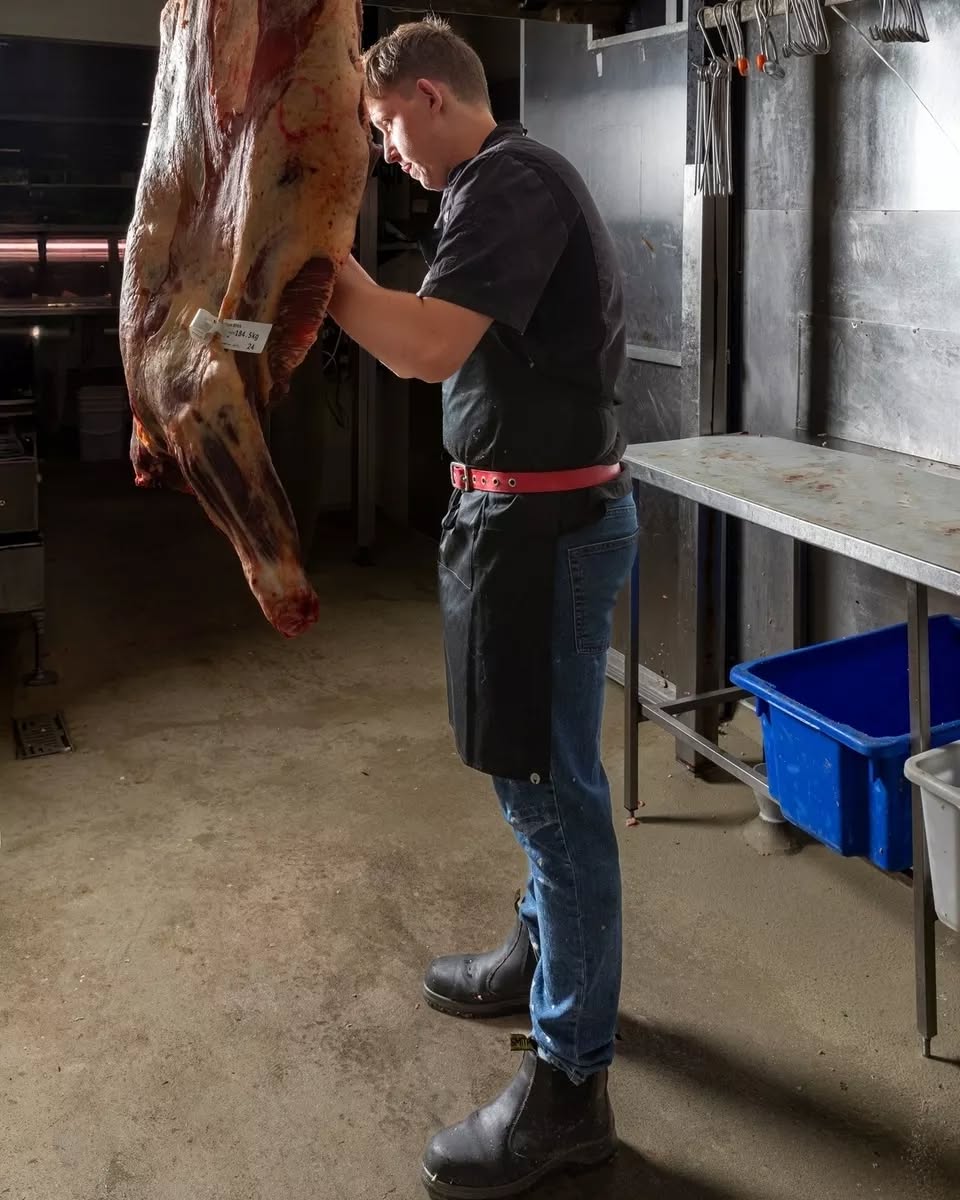 Butcher carefully inspecting a hanging beef carcass in the cold room
