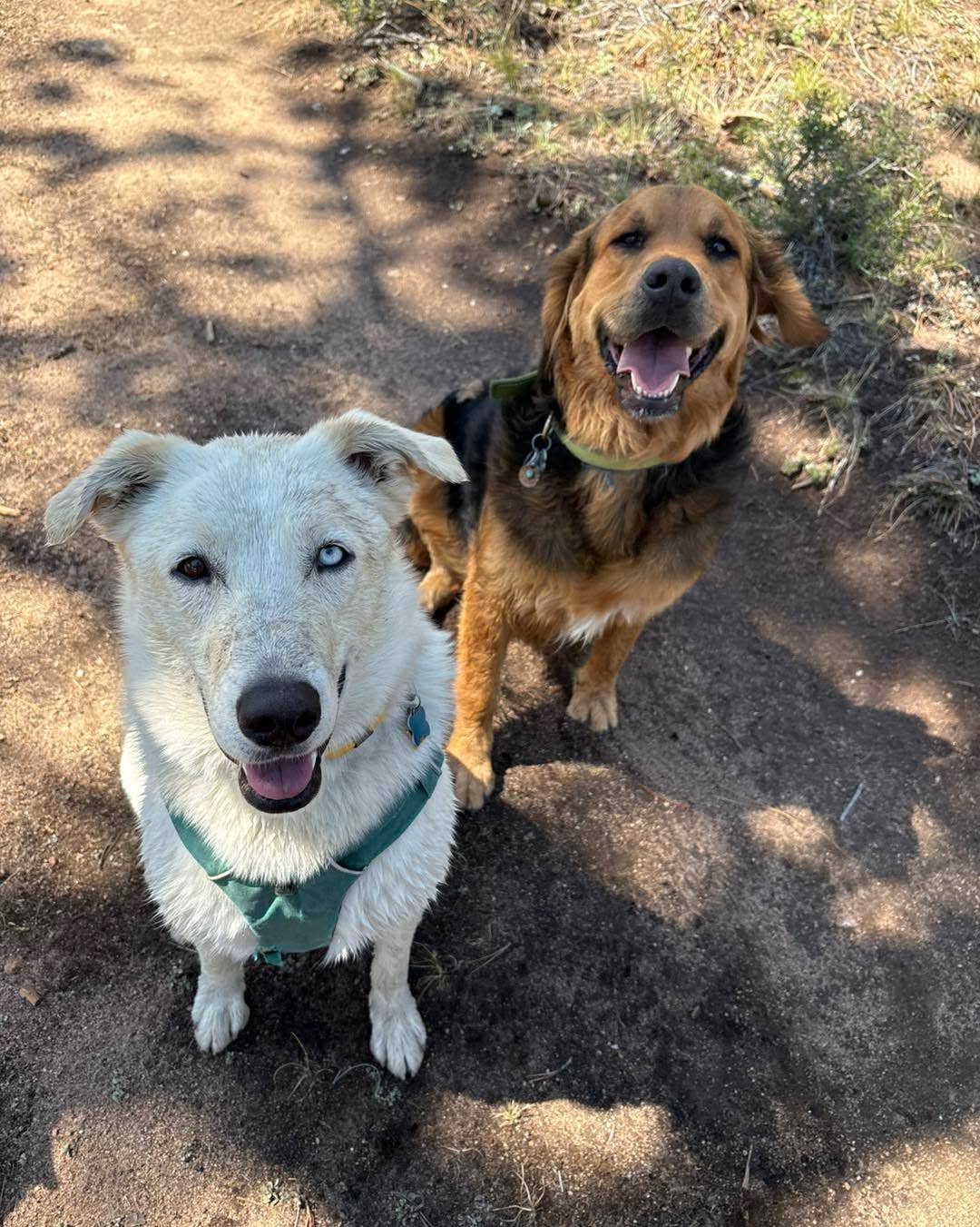 Two happy dogs — a white husky mix and a golden retriever — looking up on a trail