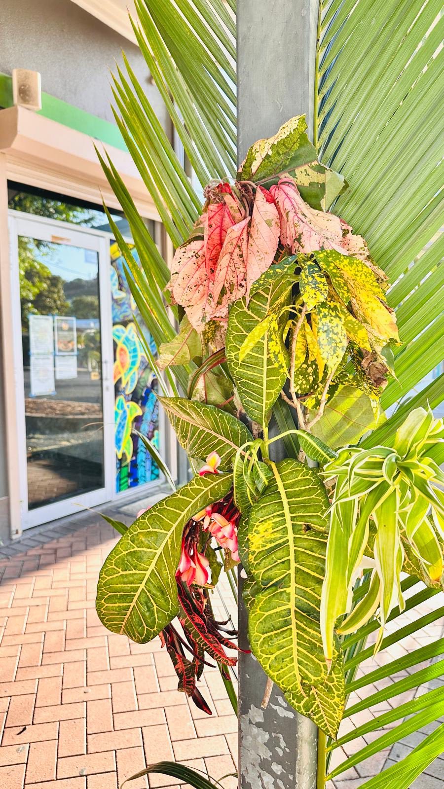 Tropical plants and colourful foliage outside Island Rooster cafe entrance on Thursday Island