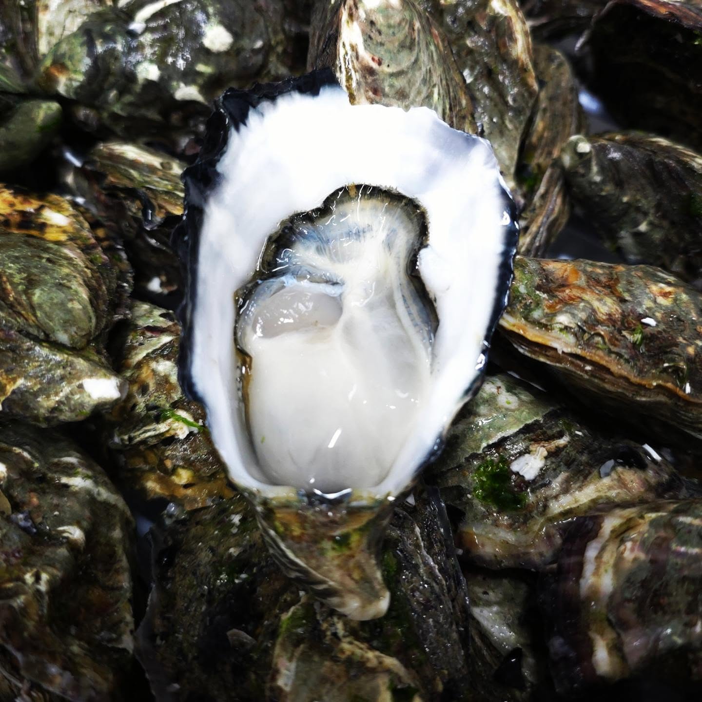 A single opened oyster resting on a pile of oysters in their shells