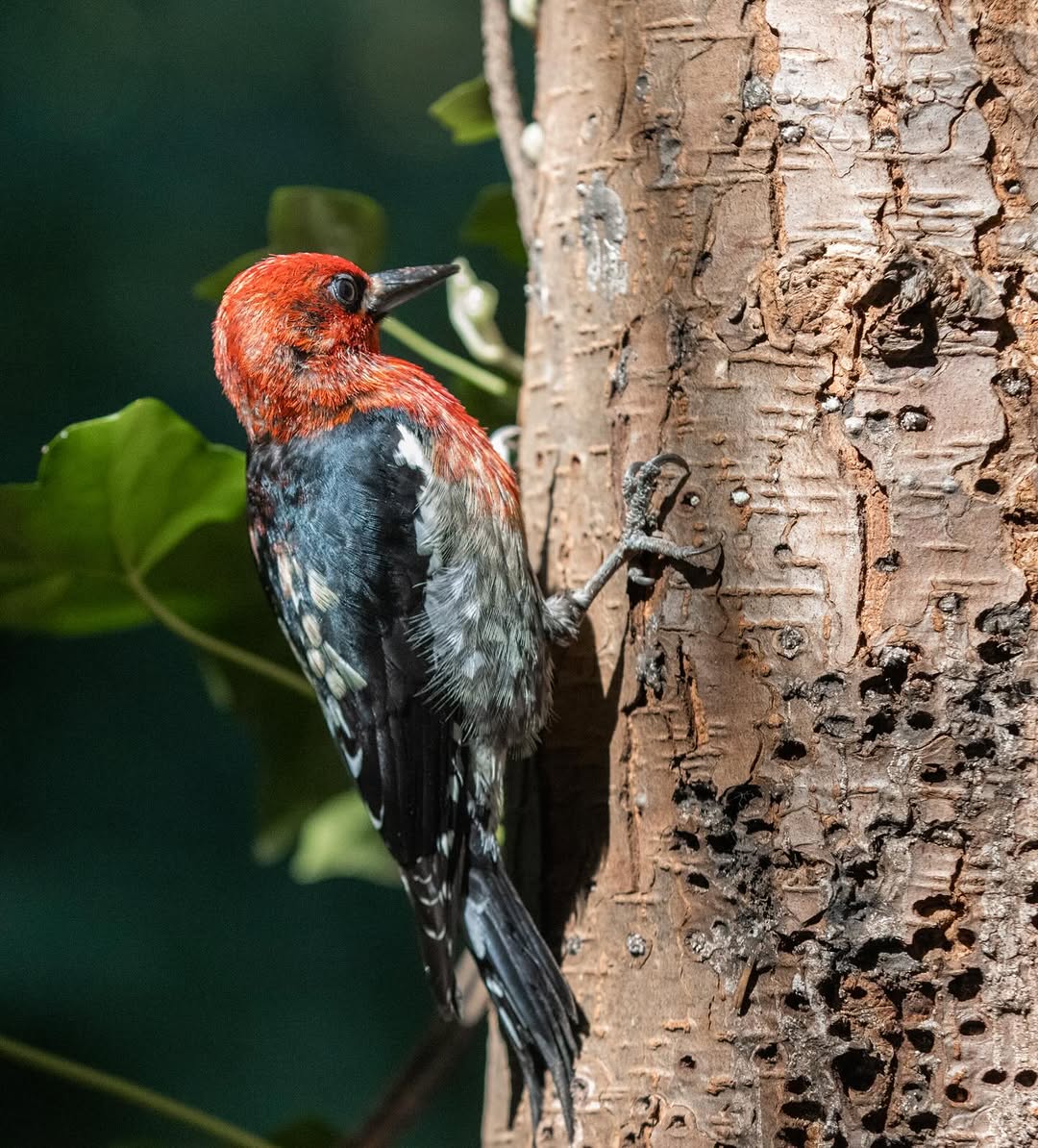 Red-breasted sapsucker clinging to a tree trunk — the kind of wildlife shot you can learn to capture on the Sunshine Coast