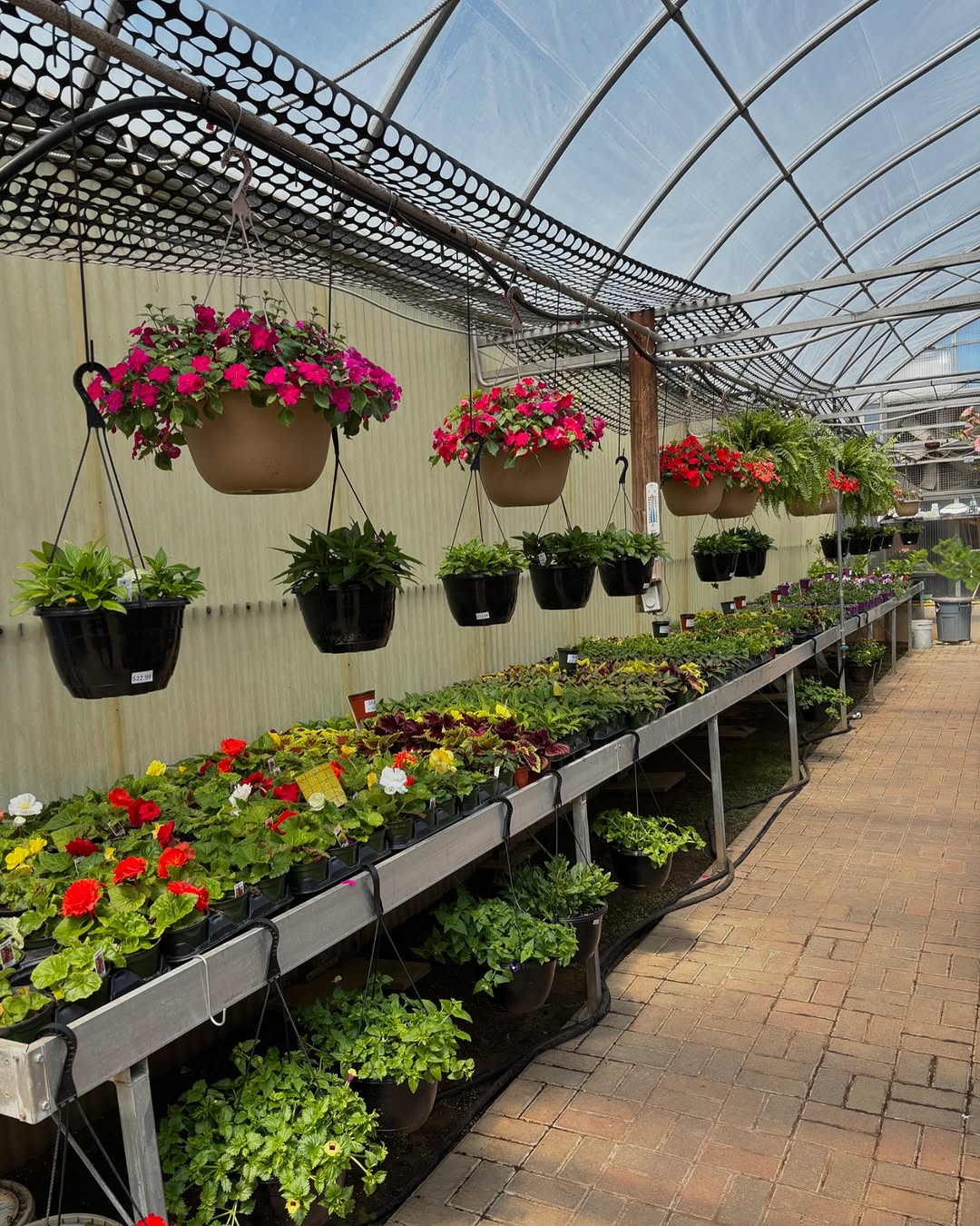Inside the All Seasons Nursery greenhouse with colourful hanging flower baskets and potted plants