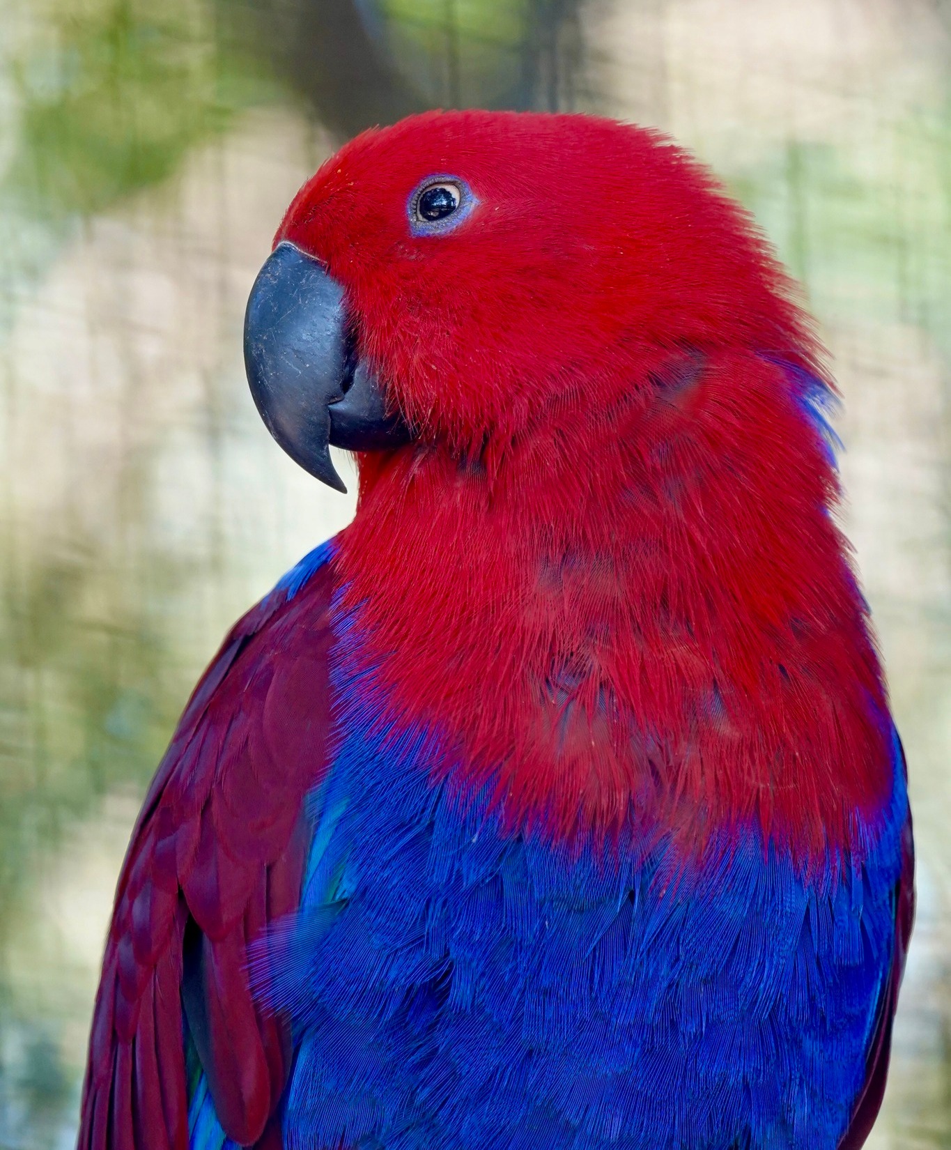Vibrant red and blue eclectus parrot at Koala Park Sanctuary