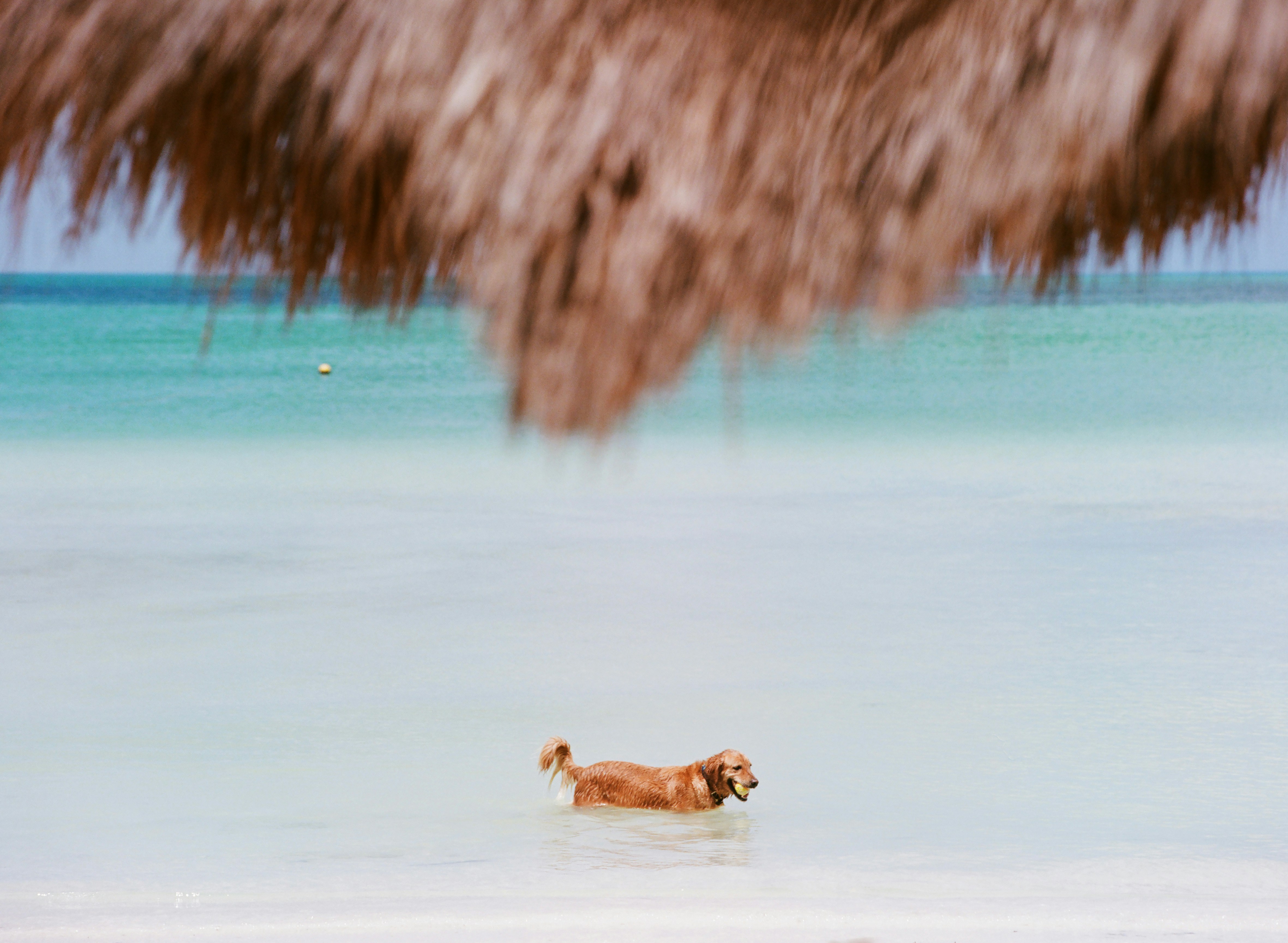 Golden retriever wading in turquoise tropical water under a palm umbrella