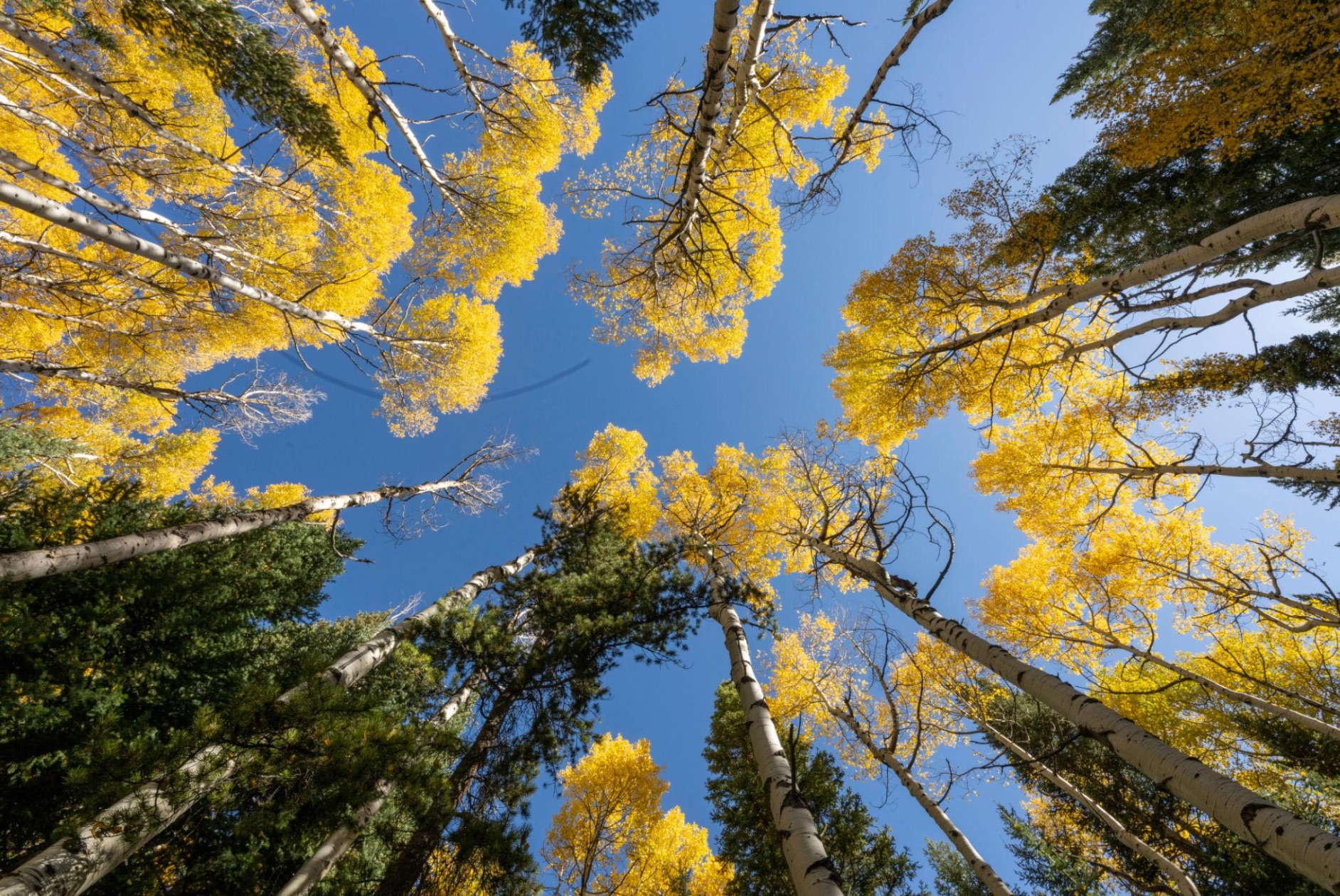 Aspen Colorado aspen trees looking up toward blue sky