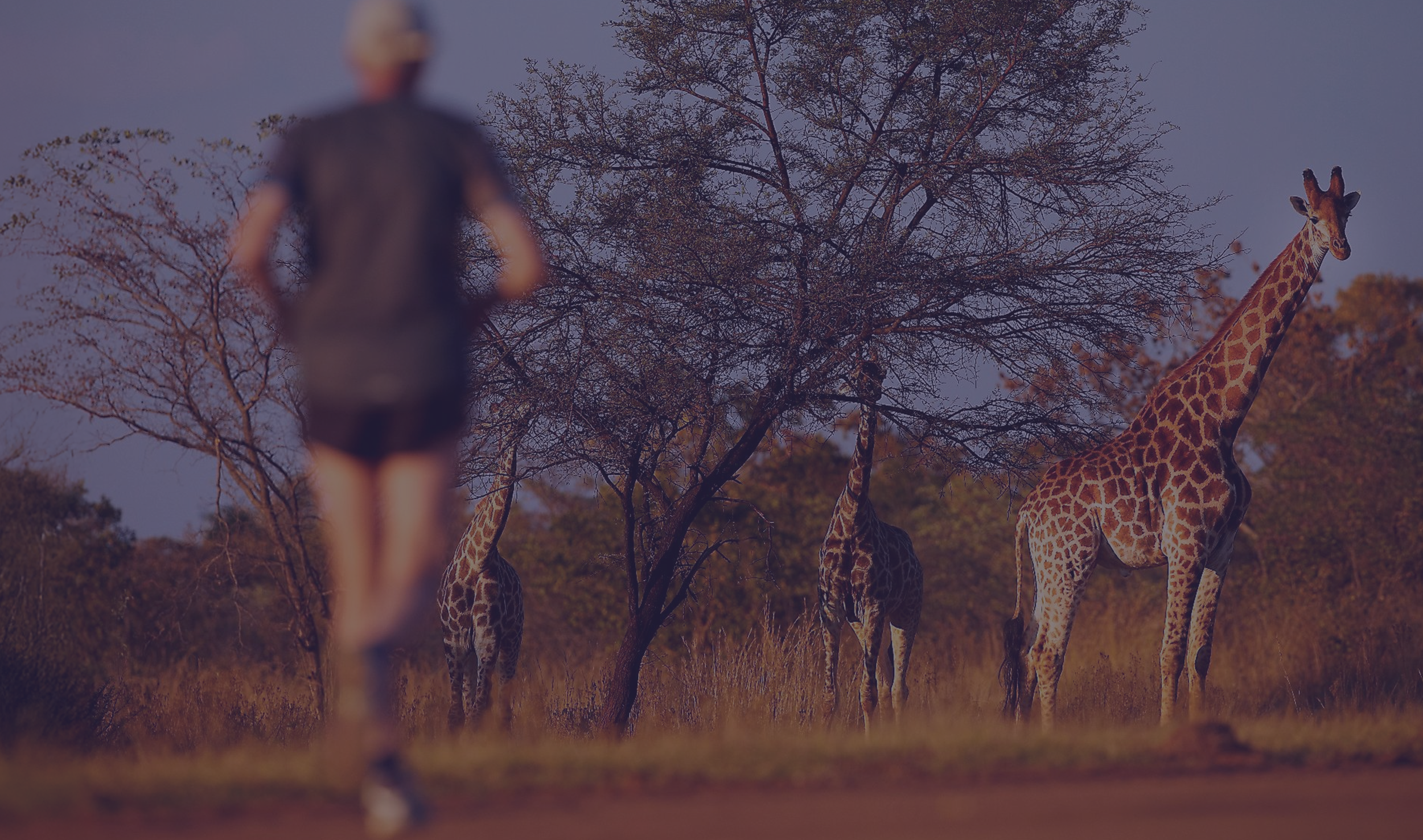 The Big 5 Marathon — runner with giraffes