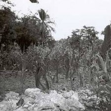 Maisfeld mit Palmen und Dschungel im Hintergrund