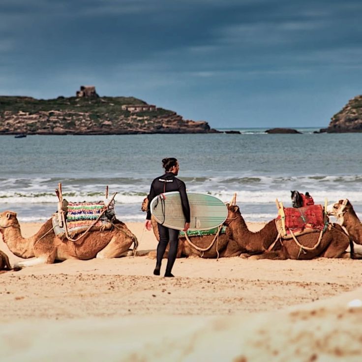 Surfer on Essaouira beach with camels and rocky islands offshore