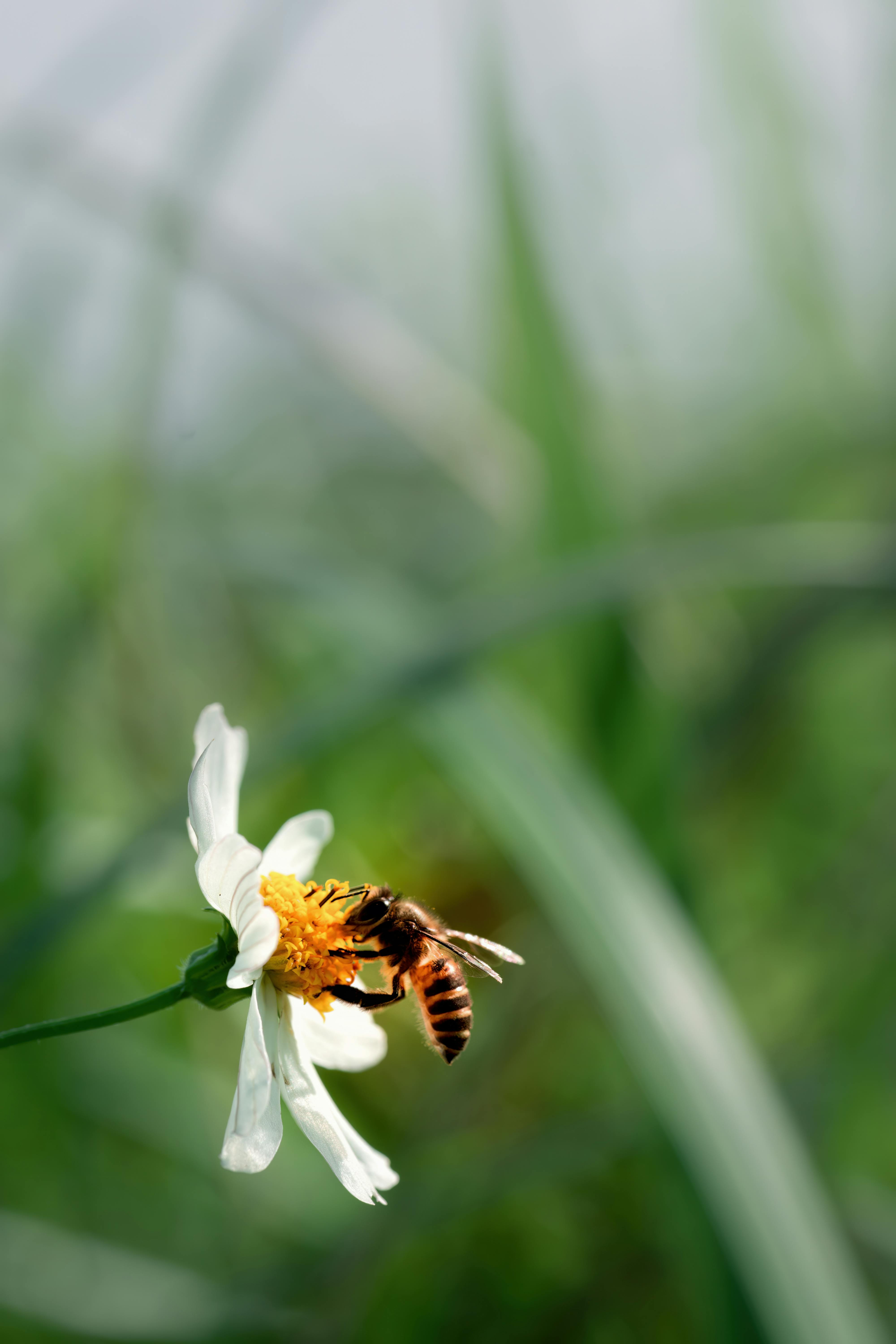 A serene close-up of a honey bee gathering pollen from a white daisy with a yellow center, set against a soft green natural background