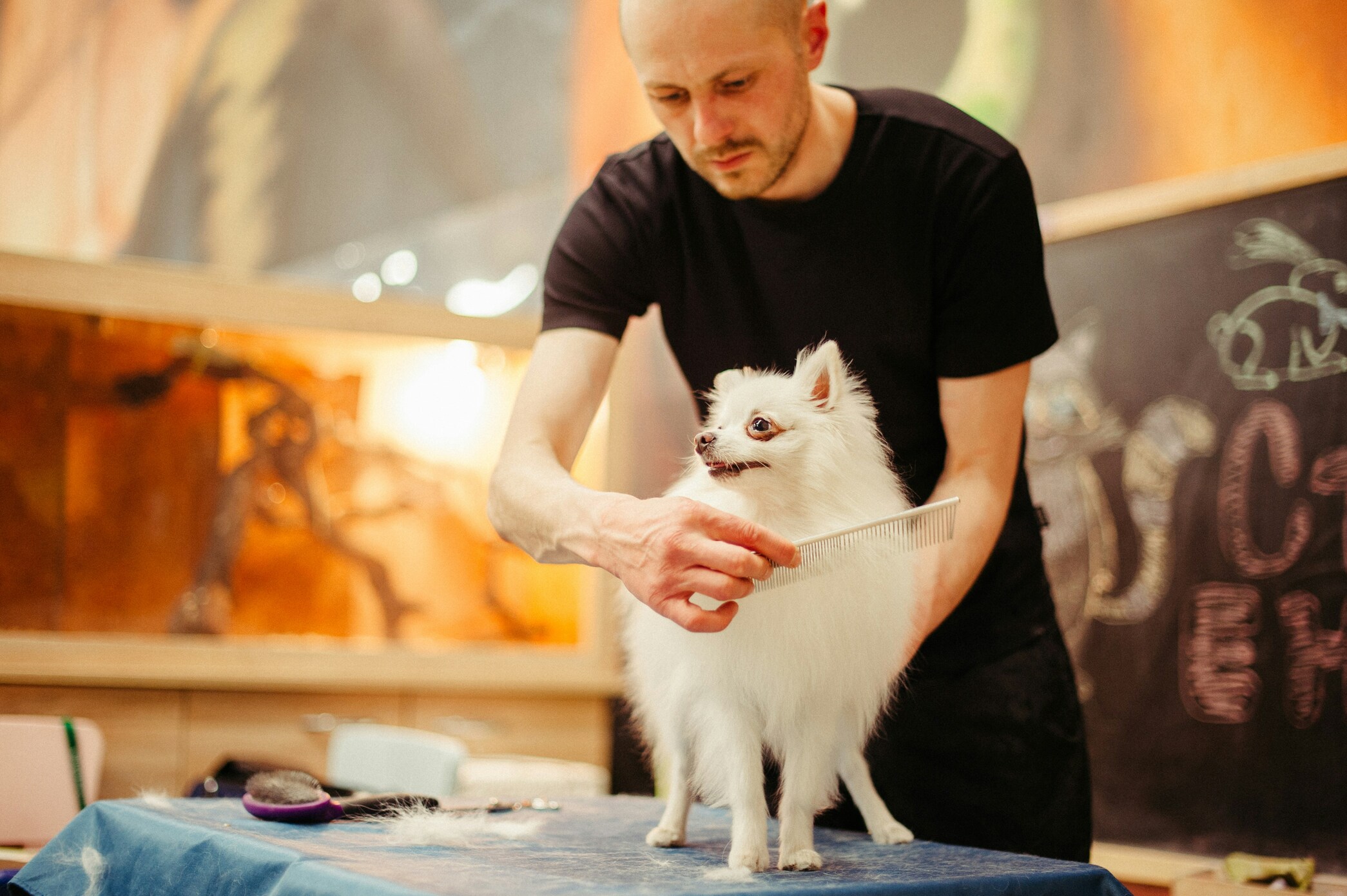 Professional dog groomer combing a white Pomeranian