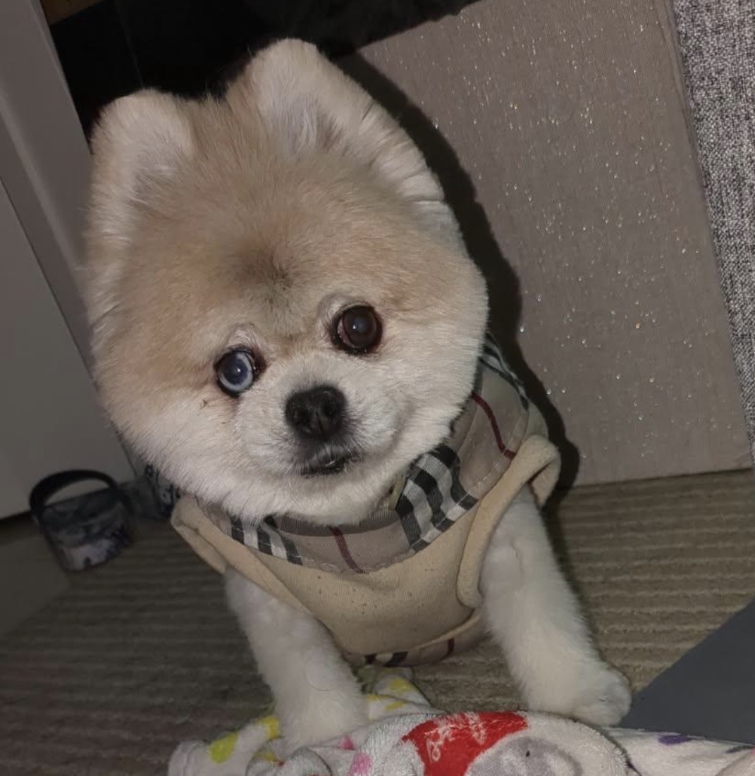 Cashy in Burberry harness - Those iconic heterochromia eyes