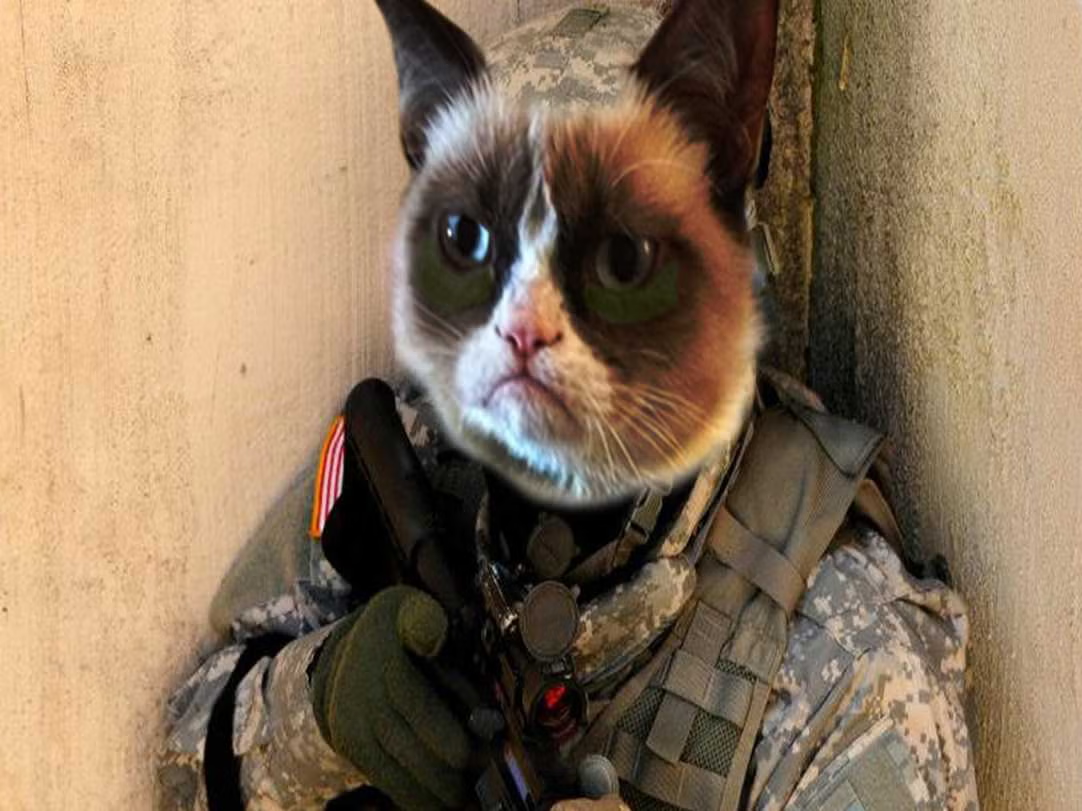 Military Working Cat - grumpy cat in Army uniform