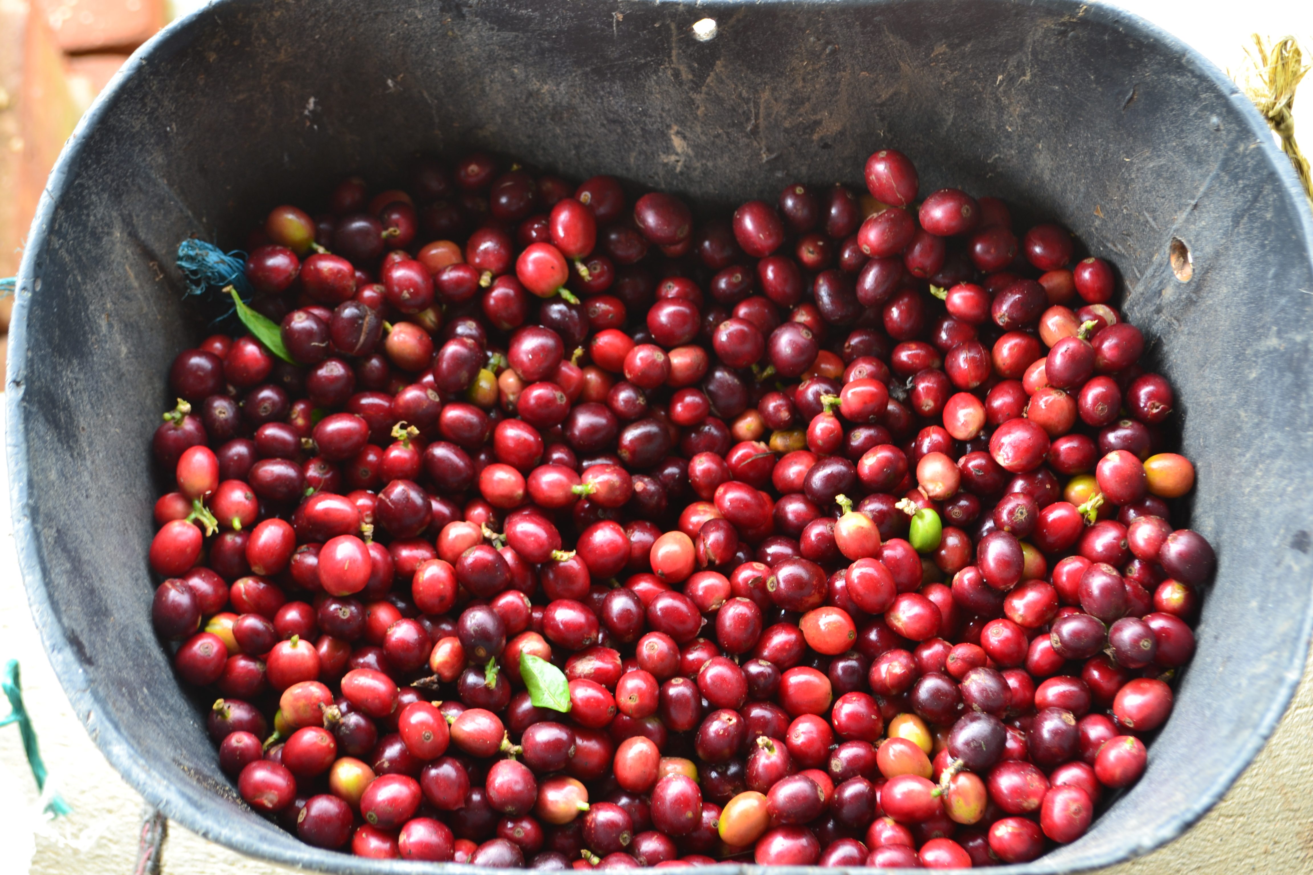 Granos de cafe cosechados