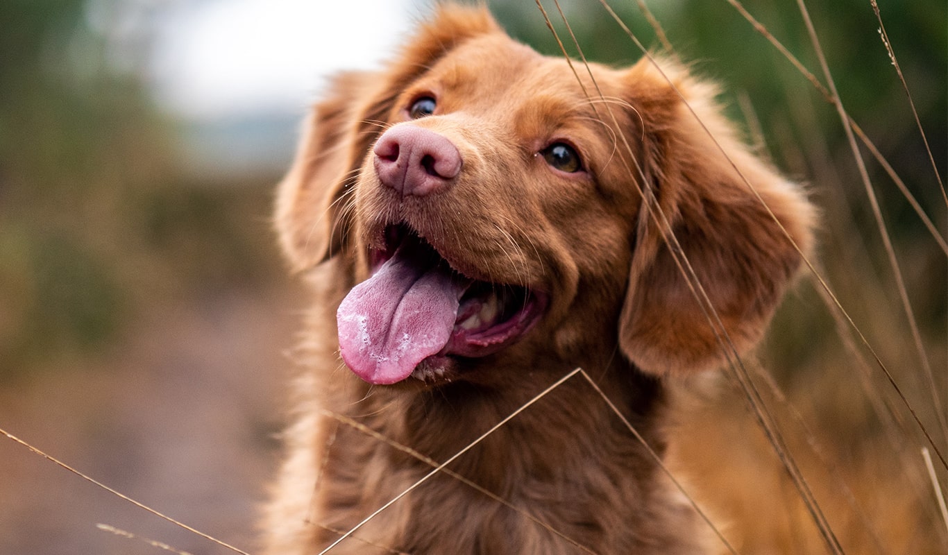 Happy dog enjoying nature