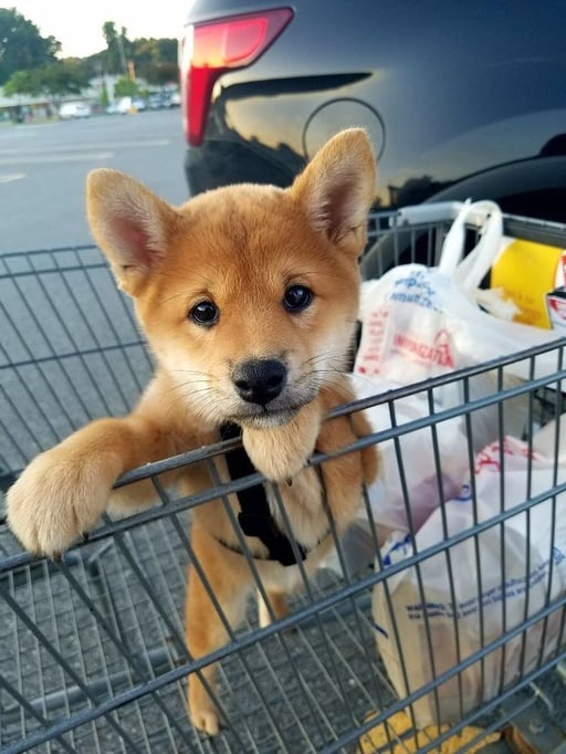 Shopping Shiba