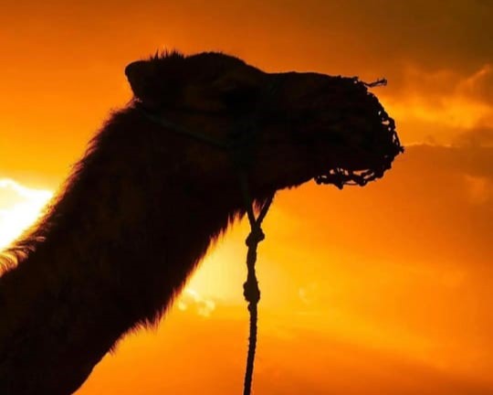 Cena en el Desierto - Image 2