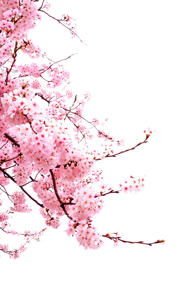 Cherry blossoms