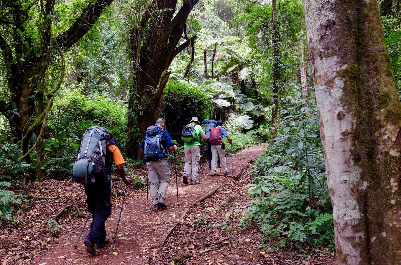 Hikers walking through the lush forest on the Lemosho Route