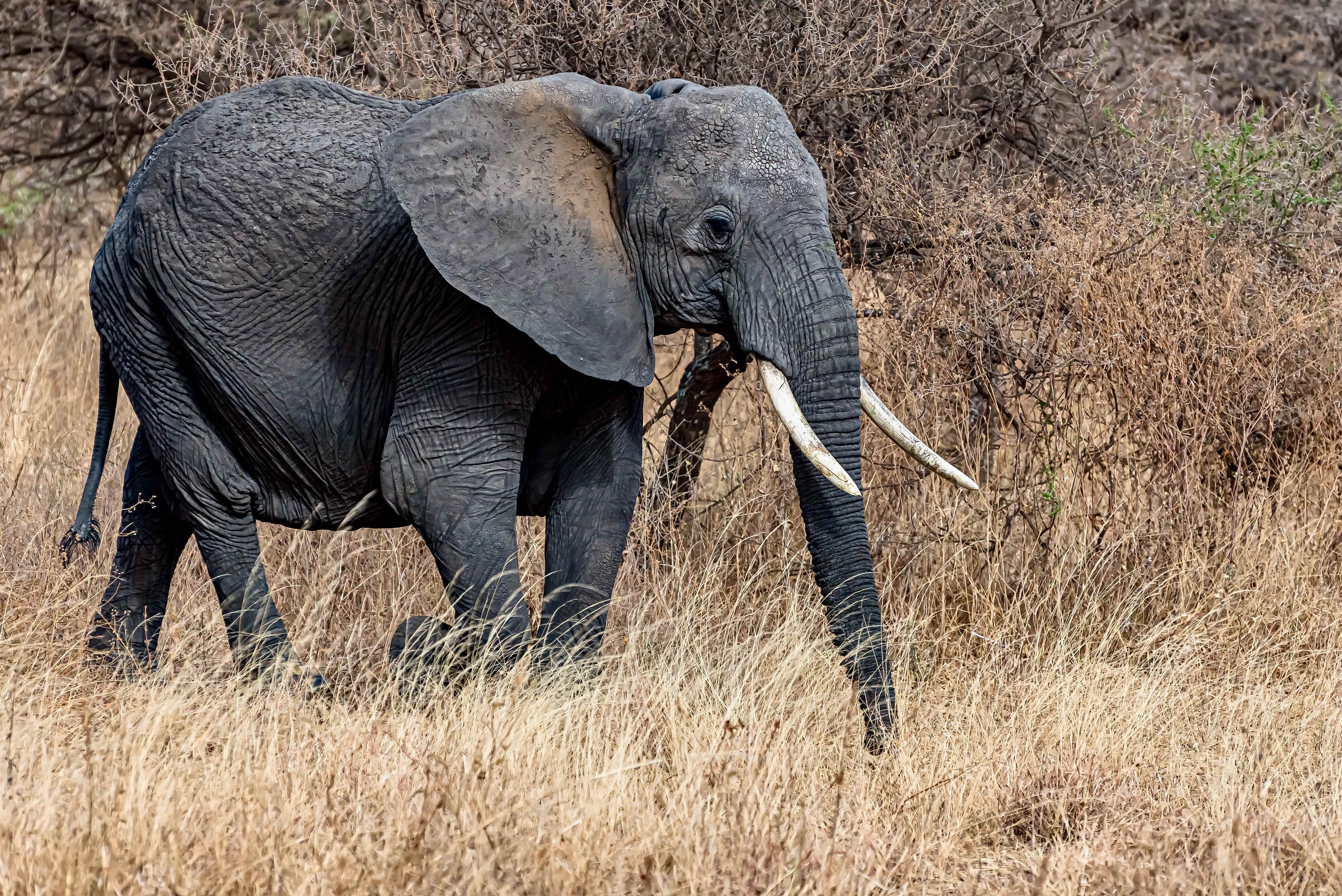 Elephant