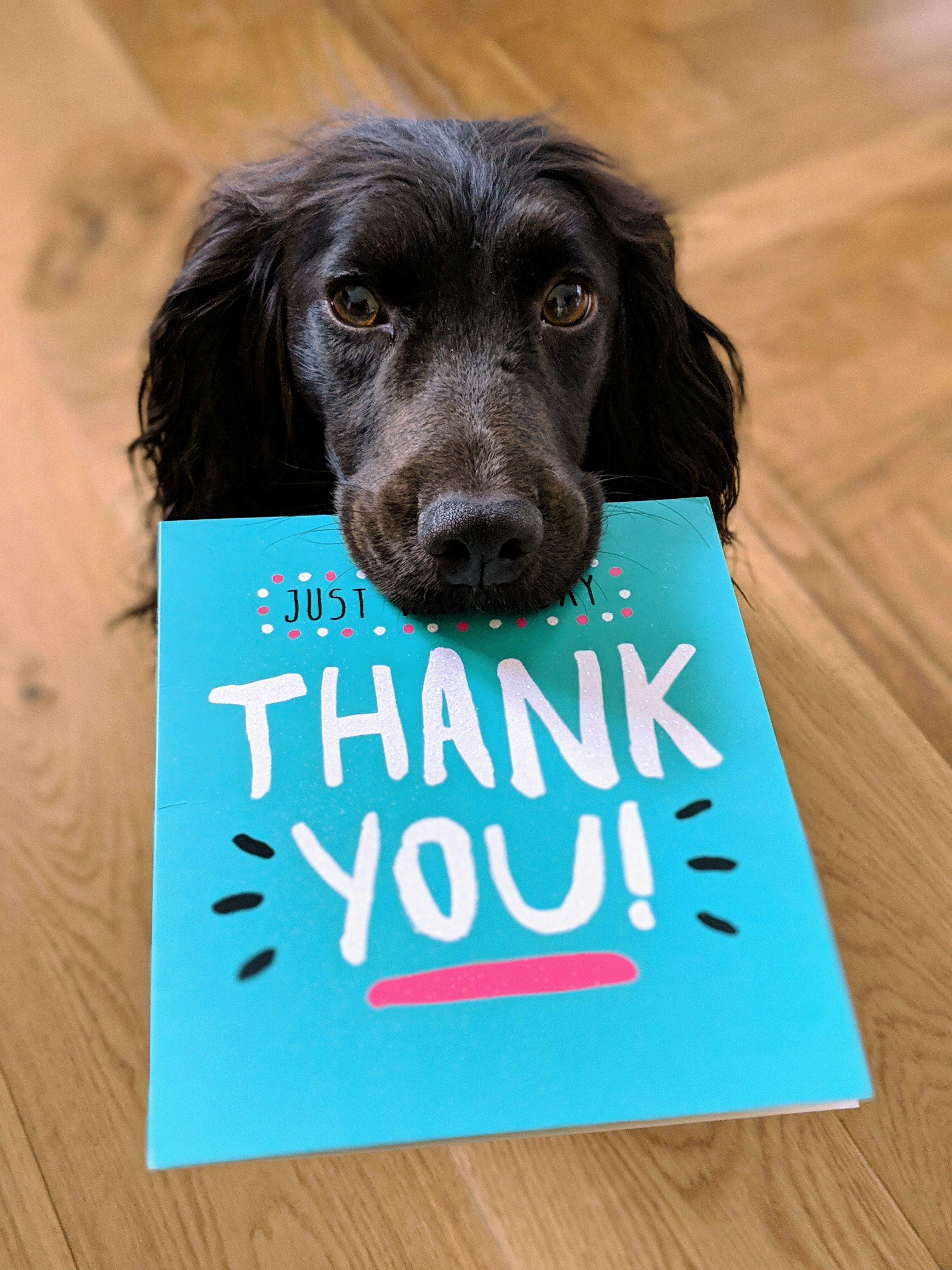 Cute black cocker spaniel holding a Thank You card