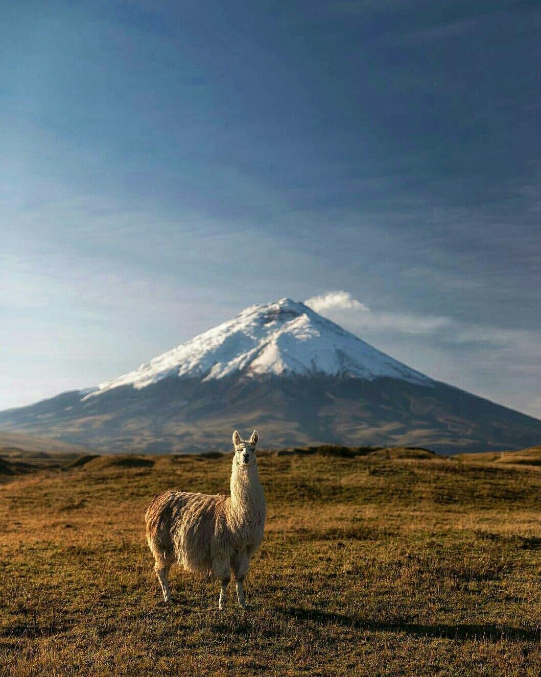 Cotopaxi National Park Tour
