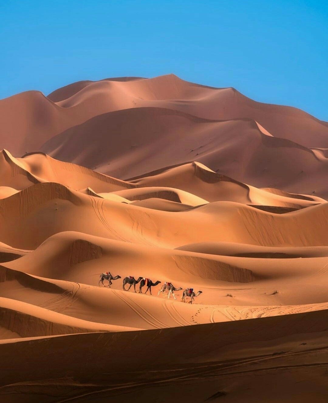 Camel caravan crossing golden sand dunes under brilliant blue sky