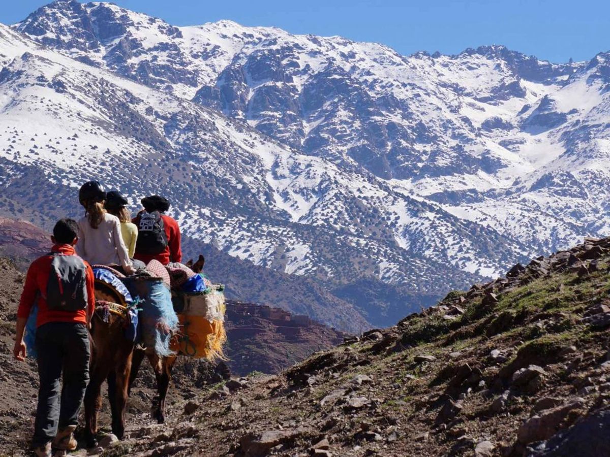 Trekkers with llamas on mountain trail looking at snow-capped peaks