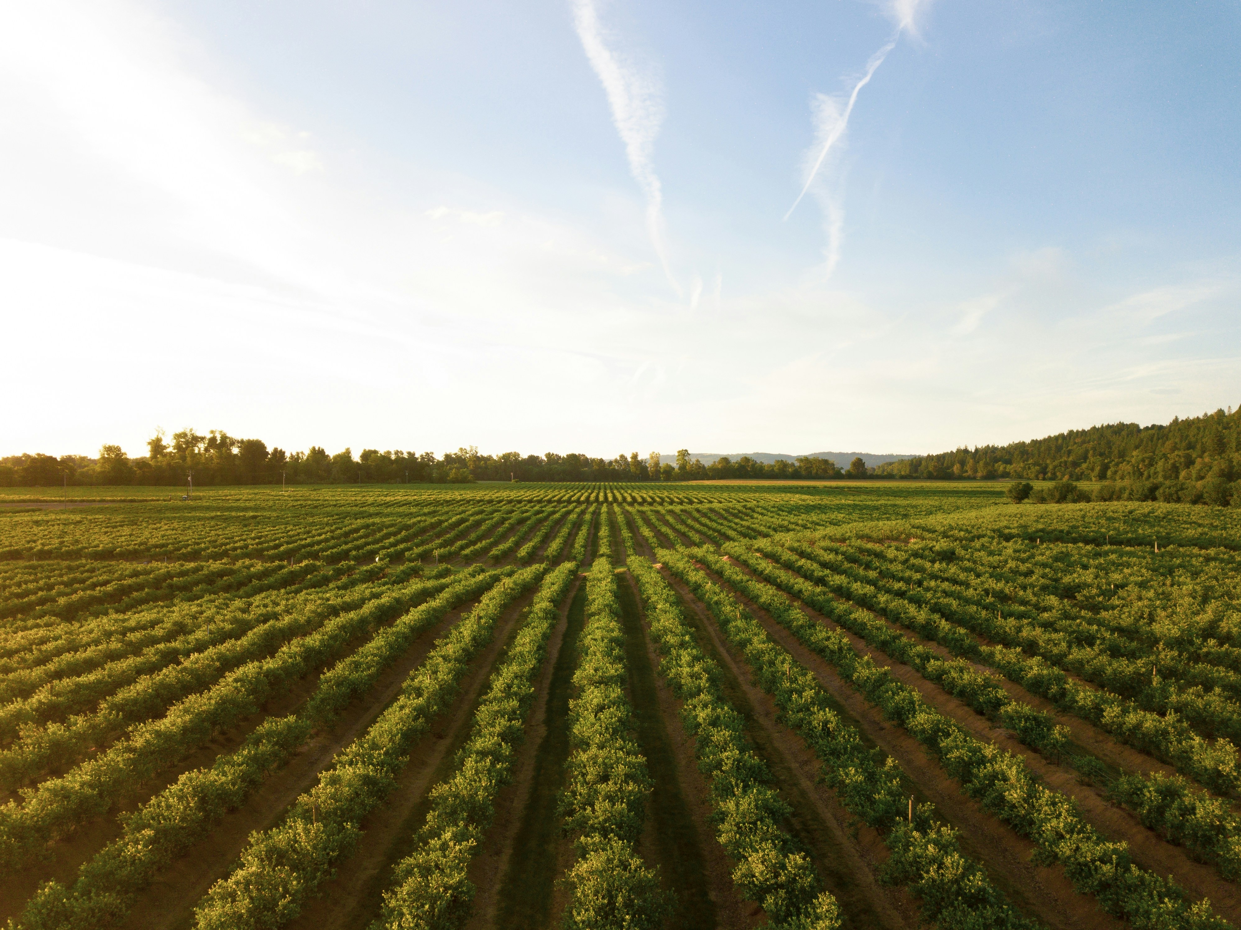 Precision farming field showing perfectly aligned crop rows at sunset, demonstrating the accuracy of RTK technology