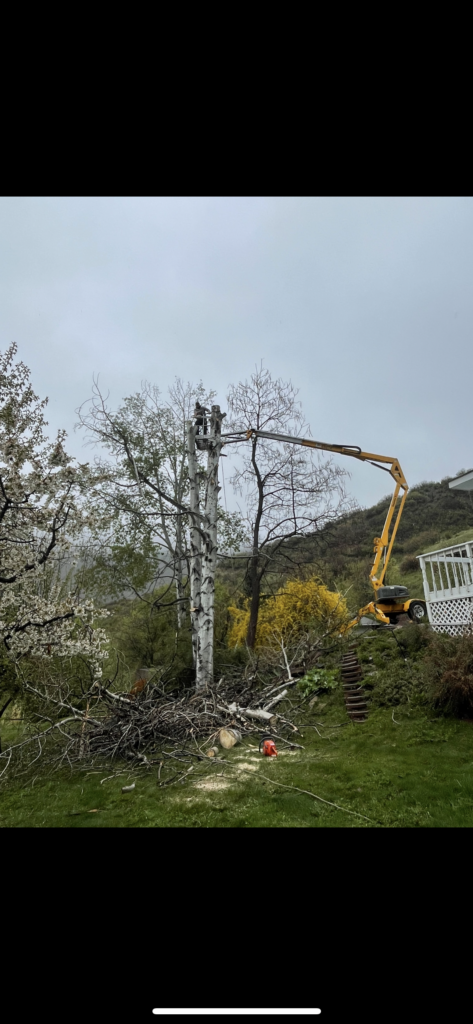 Tree Trimming & Pruning