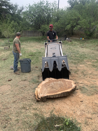 Worker using skid-steer to move a massive freshly cut stump cross-section