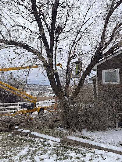 Boom lift operator trimming a bare cottonwood tree next to a house in winter