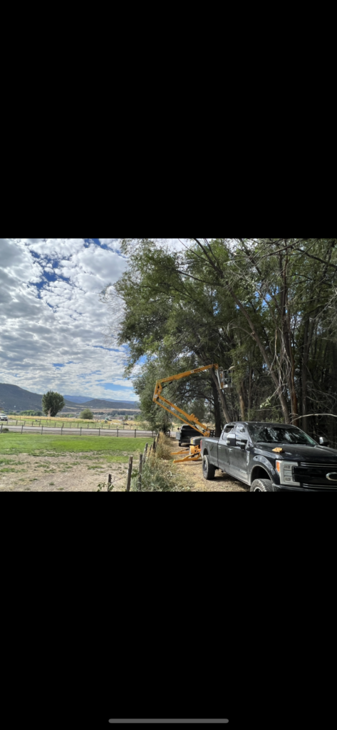 Bucket truck working on tall trees in rural Colorado