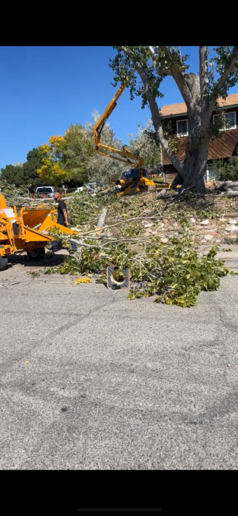 Tree Removal