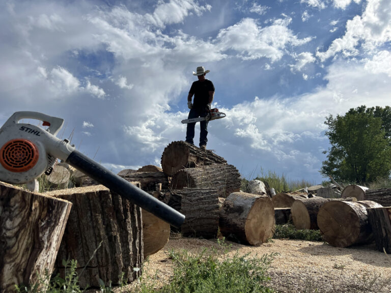 Worker with chainsaw standing on large cut logs