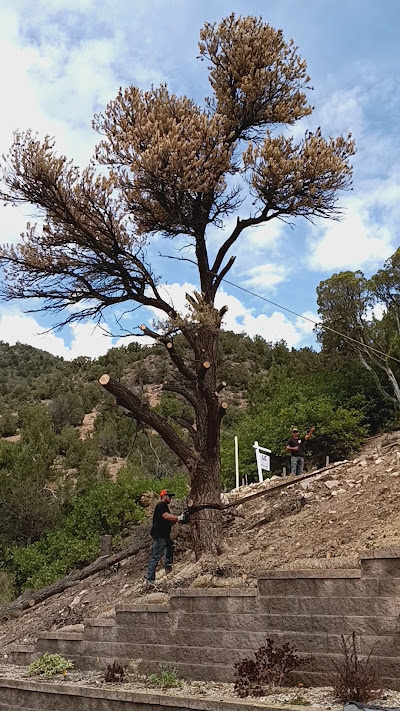 Workers removing a tall dead pine tree on a hillside with guide ropes