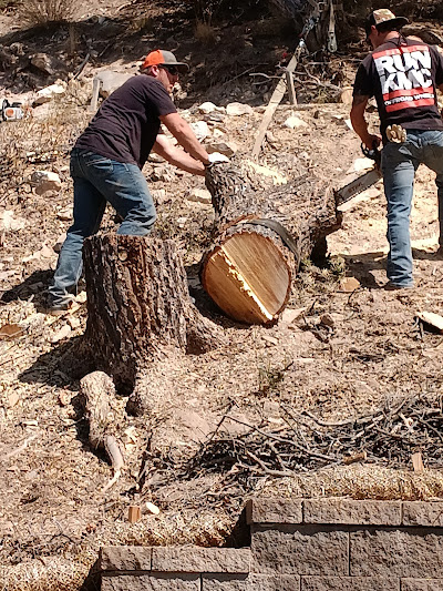 Two workers rolling a large cut log section off a stump